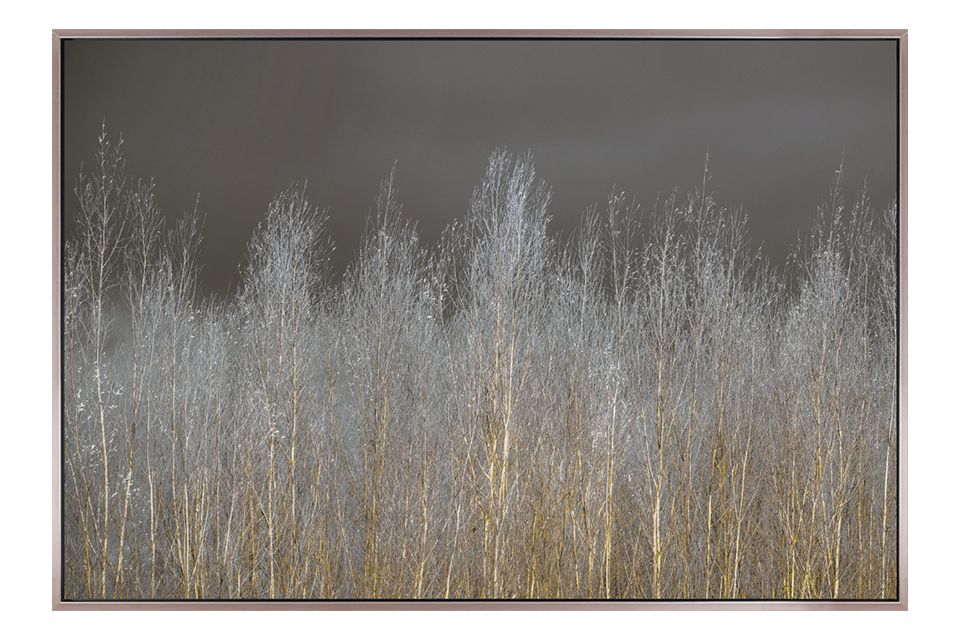 Silver Forest Framed Canvas
